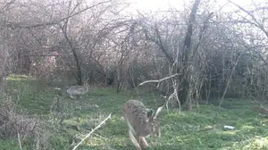 Ormanın gizli sakinleri objektiflere yakalandı: Çankırı'nın el değmemiş doğasında hareketli saatler