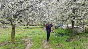 Afyonkarahisar'da don alarmı: Ekipler tarlaları karış karış inceledi
