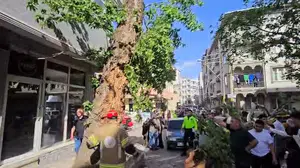 Bursa'da korku dolu anlar: Devrilen ağaç trafiği birbirine kattı
