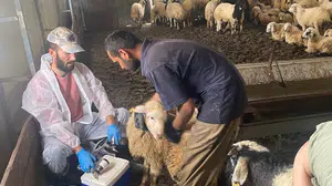 Kemah’ta üreticinin yüzü güldü: Sürüler tek tek elden geçirildi