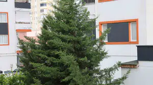 Adana'nın kuzey ilçelerinde kuvvetli rüzgar etkili oldu