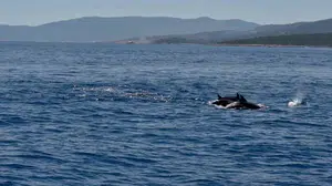 Bodrum'da deniz temizliğine yunuslardan destek: Vali Akbıyık'a özel gösteri