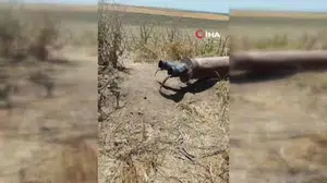 Diyarbakır'da sulama borusundan porsuk çıktı