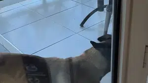 Afyonkarahisar'da başıboş köpek bir kadının kolunu kopardı