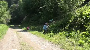 Ormanların gizli hazinesi: kaldirik otu toplama mevsimi başladı