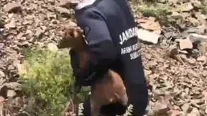 JAK dalgıcı sarp yamaçta mahsur kalan yavru keçiyi kurtardı