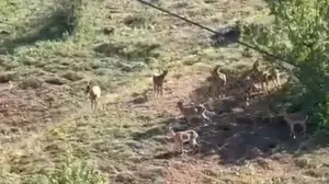Sarp kayalıkların gizli sakinleri: Elazığ’da yaban hayatına dair büyüleyici anlar