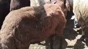 Elazığ'da ağıla giren kurt 8 koyunu telef etti, 8'i kayboldu