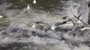 Martıların inci kefali balık avı