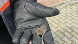 Çankırı'da yaralı yavru yarasa koruma altına alındı