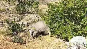 Mantar toplamaya gitti, hayatının şokunu yaşadı: Korkusuz avcıyı böyle etkisiz hale getirdi