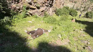 Yabani hayvan saldırısı sonrası 26 buzağı kayalıklardan düştü