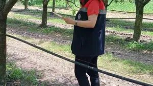 Fındıkta alarm zilleri çalıyor: Çarşamba'da üreticiye kritik 'kokarca' çağrısı