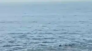 Artvin'de boğulma tehlikesi yaşayan 5 kişi kurtarıldı