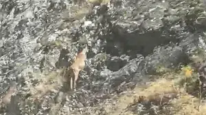 Malatya'da yaban keçileri karayolunda dolaşırken görüntülendi