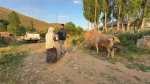 İnek kaybı sonrası hayata tutundu: Ayni teyzenin yeni inekle mutluluğu