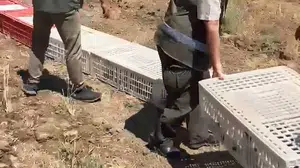 Elazığ'da doğal yaşamı desteklemek için 300 keklik doğaya salındı