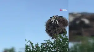 Elazığ'da itfaiye ekipleri, kördüğüm halindeki 3 yavru leyleği kurtardı