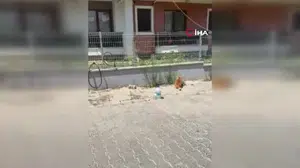 Süleymanpaşa'da kedi ile yılan arasındaki ilginç mücadele cep telefonuyla kaydedildi