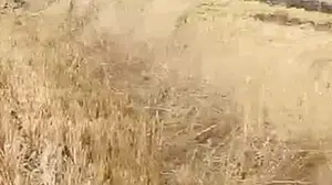 Çorum'da anız yangını 2 bin dönümlük alanı etkiledi
