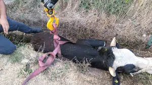 Bolu'da kanala düşen inek itfaiye ekipleri tarafından kurtarıldı