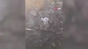 Polatlı'da yangın, anne kedinin yavrularını arama çabası gündeme geldi