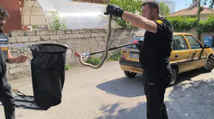 Alaca'da park halindeki otomobilin altında kalan yılan itfaiye tarafından kurtarıldı