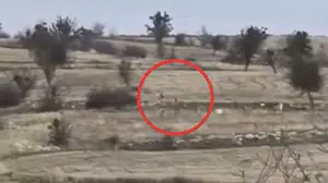 Çankırı'da karacaların hızlı koşuşu vatandaşları şaşırttı