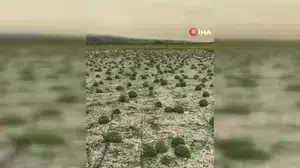 Tekirdağ'da dolu yağışı ayçiçeği ve karpuz tarlalarını olumsuz etkiledi