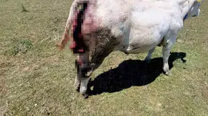 Kovalı Yaylası'nda artan ayı saldırıları üreticileri endişelendiriyor