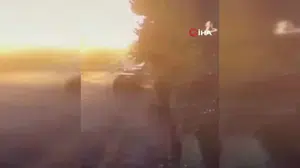 Silivri'de sokak köpeklerine araç süren kişi tutuklandı