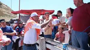 Germencik’te pehlivan boğaların mücadelesiyle geleneksel boğa güreşi festivali düzenlendi