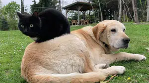 Düzce'de 2026 yılının ilk yarısında 787,8 ton kedi ve köpek maması ihraç edildi