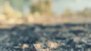 Muş'ta orman yangını kısa sürede kontrol altına alındı