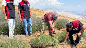 Kemah'ta lavanta hasadı başladı: Tarımsal çeşitliliğe katkı sağlıyor