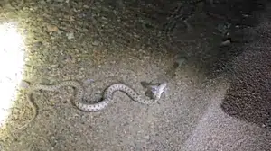 Hazar Gölü'nde yılanın balık avlama anları geceye damgasını vurdu
