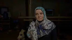 Komşusunun danasının kuyruğunu kesmekle suçlanan şahsa adli işlem başlatıldı