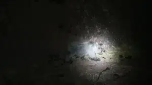 Tunceli'de gece yarısı yaban hayatı: Domuz ve ayı yan yana görüntülendi