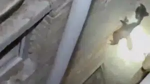 Kedinin akrobatik kaçışı itfaiye ekiplerini şaşırttı