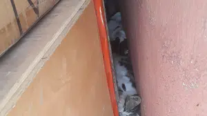 Denizli'de sokak hayvanlarının zehirlenmesi olayı büyük endişe yarattı