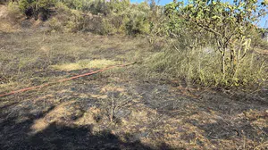Mudanya'da tarım arazisindeki yangın, ekiplerin hızlı müdahalesiyle söndürüldü