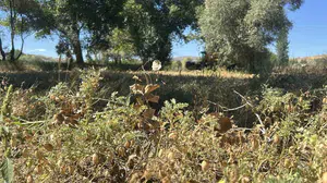 Yozgat'ta nohut hasadı tamamlanıyor: Beklenti 57 bin ton