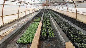 Şanlıurfa'da kış ayları için 500 bin mevsimlik çiçek yetiştirilecek