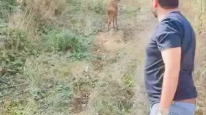 Yaralı karaca, tedavisinin ardından doğaya salındı