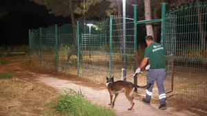 Antalya'daki yangın sonrası hayvan dostları için seferberlik: 105 köpeğe anında müdahale