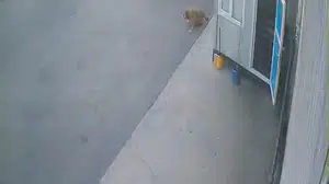 Afyonkarahisar’da sürücü, sokak köpeğine çarptıktan sonra durmadı