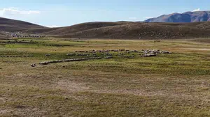 Tunceli'de çoban sıkıntısı devam ediyor: Ücretler artıyor ama çoban bulmak zorlaşıyor