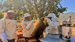 Bilecik'te doğal bal üretimi artıyor: 135 ton hasat yapıldı