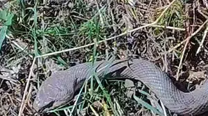 Hakkari'de tarlada kocabaş yılanı görüntülendi: Doğanın dengesi korunmalı