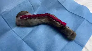 8. kattan düşen kedi, 4 günde yürümeye başladı: Başarıyla geçen operasyonun ardından hayata döndü